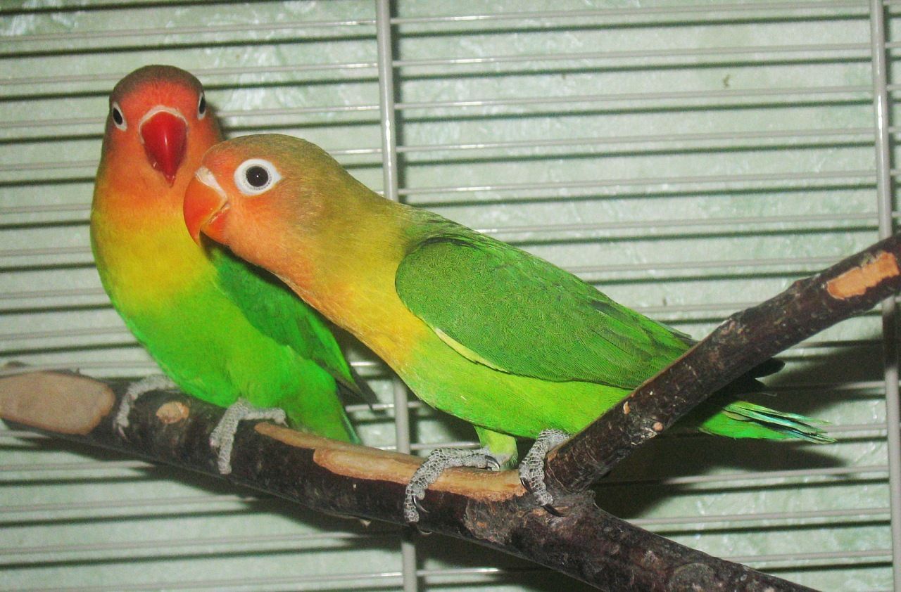 Неразлучники ручные с определением пола