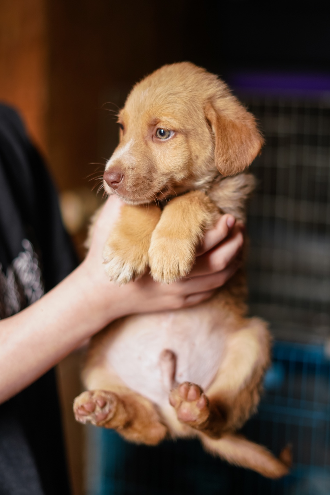 Цуцик неймовірної краси в добрі руки!