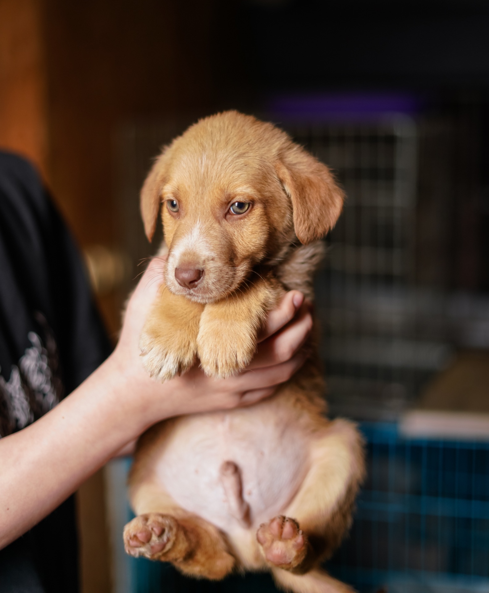 Цуцик неймовірної краси в добрі руки!