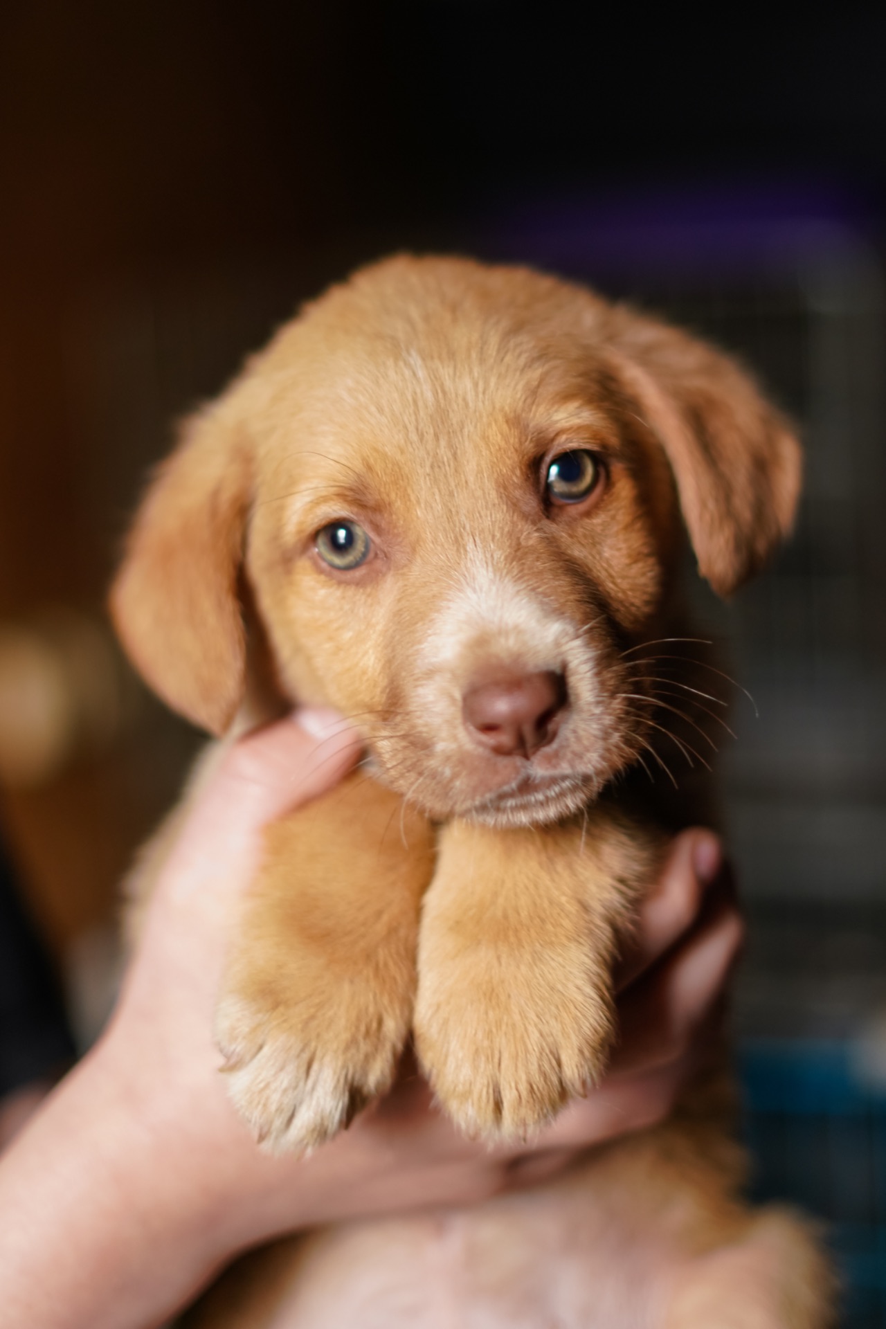 Цуцик неймовірної краси в добрі руки!