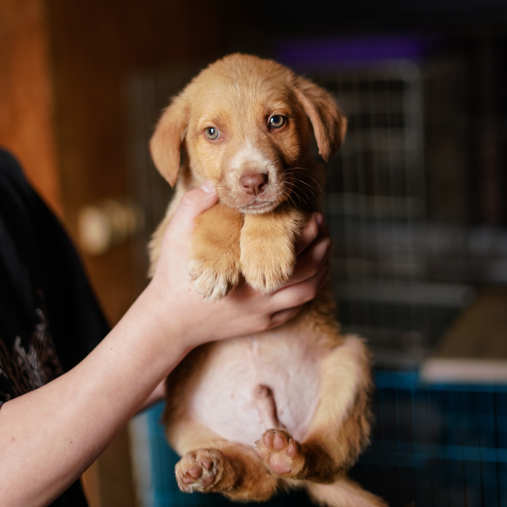 Цуцик неймовірної краси в добрі руки!