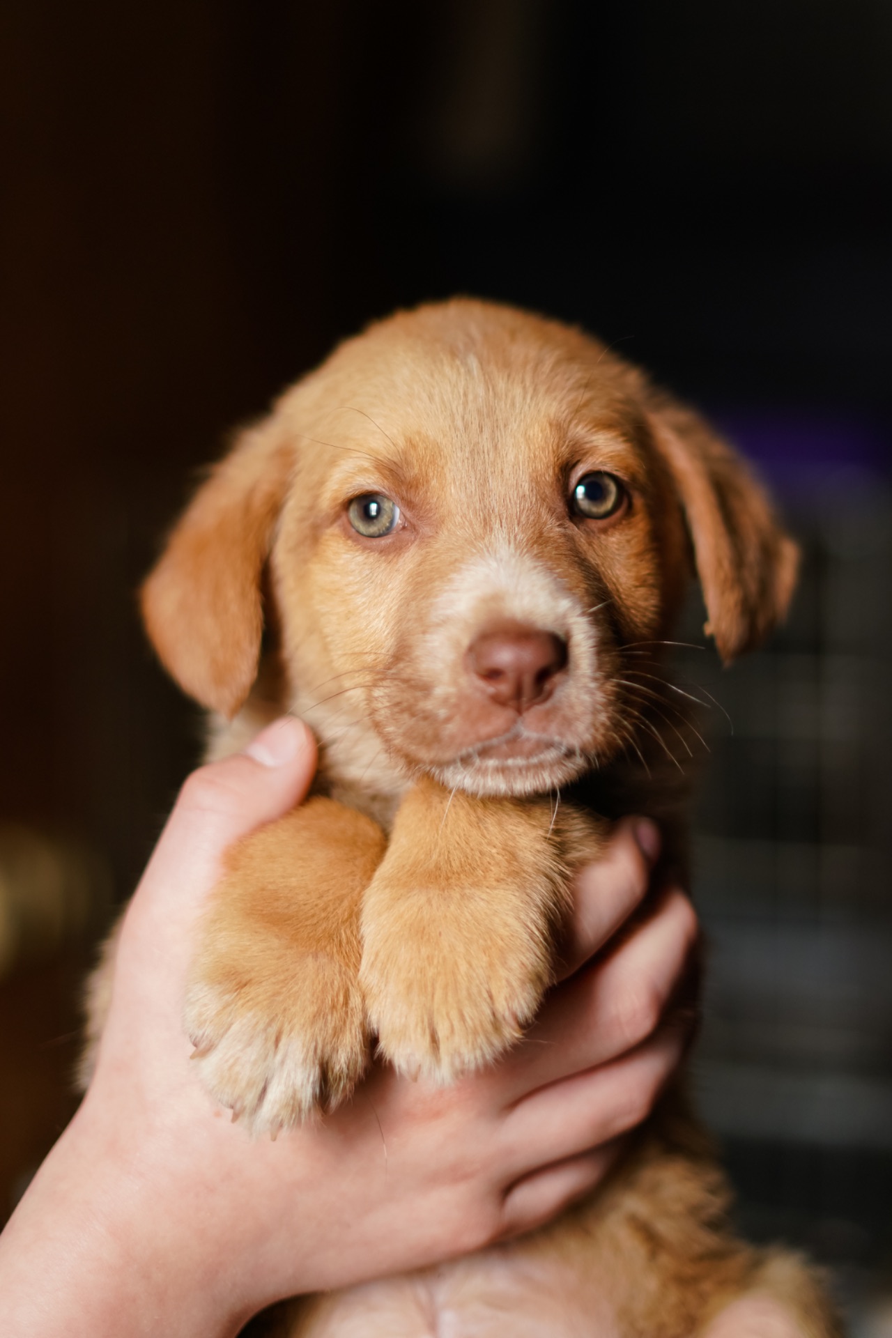 Цуцик неймовірної краси в добрі руки!