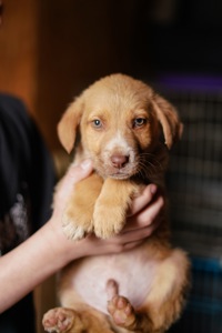 Цуцик неймовірної краси в добрі руки!