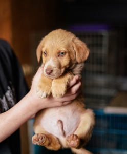 Цуцик неймовірної краси в добрі руки!