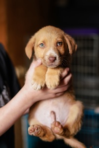 Цуцик неймовірної краси в добрі руки!