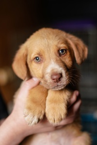 Цуцик неймовірної краси в добрі руки!