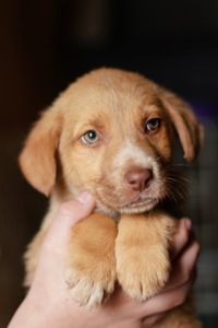 Цуцик неймовірної краси в добрі руки!