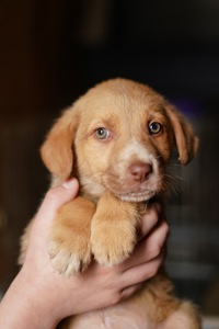 Цуцик неймовірної краси в добрі руки!