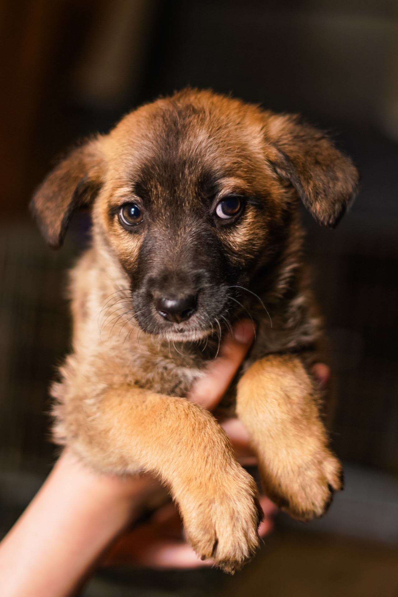 Неймовірні гарнюні шукають дім!