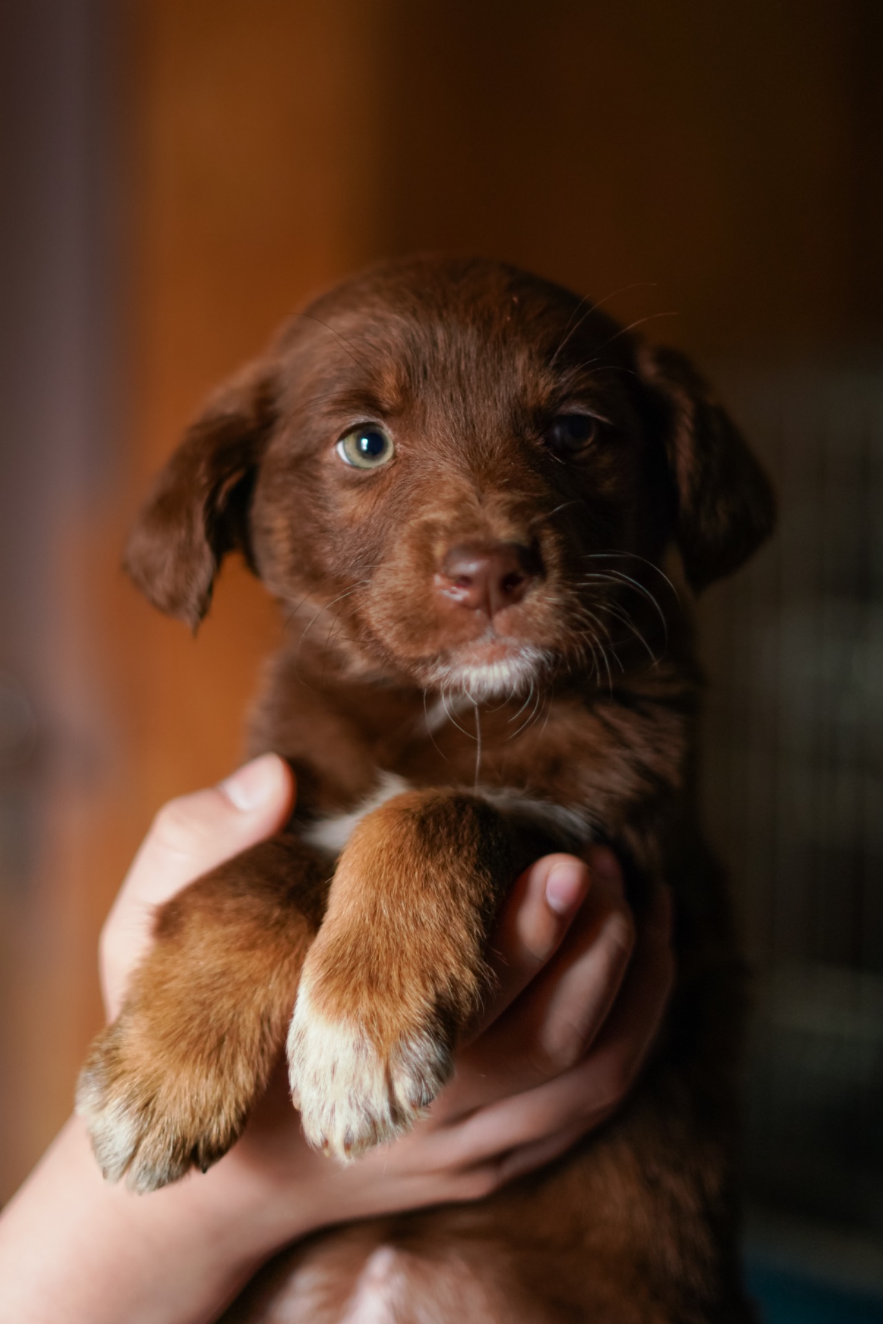 Неймовірні гарнюні шукають дім!