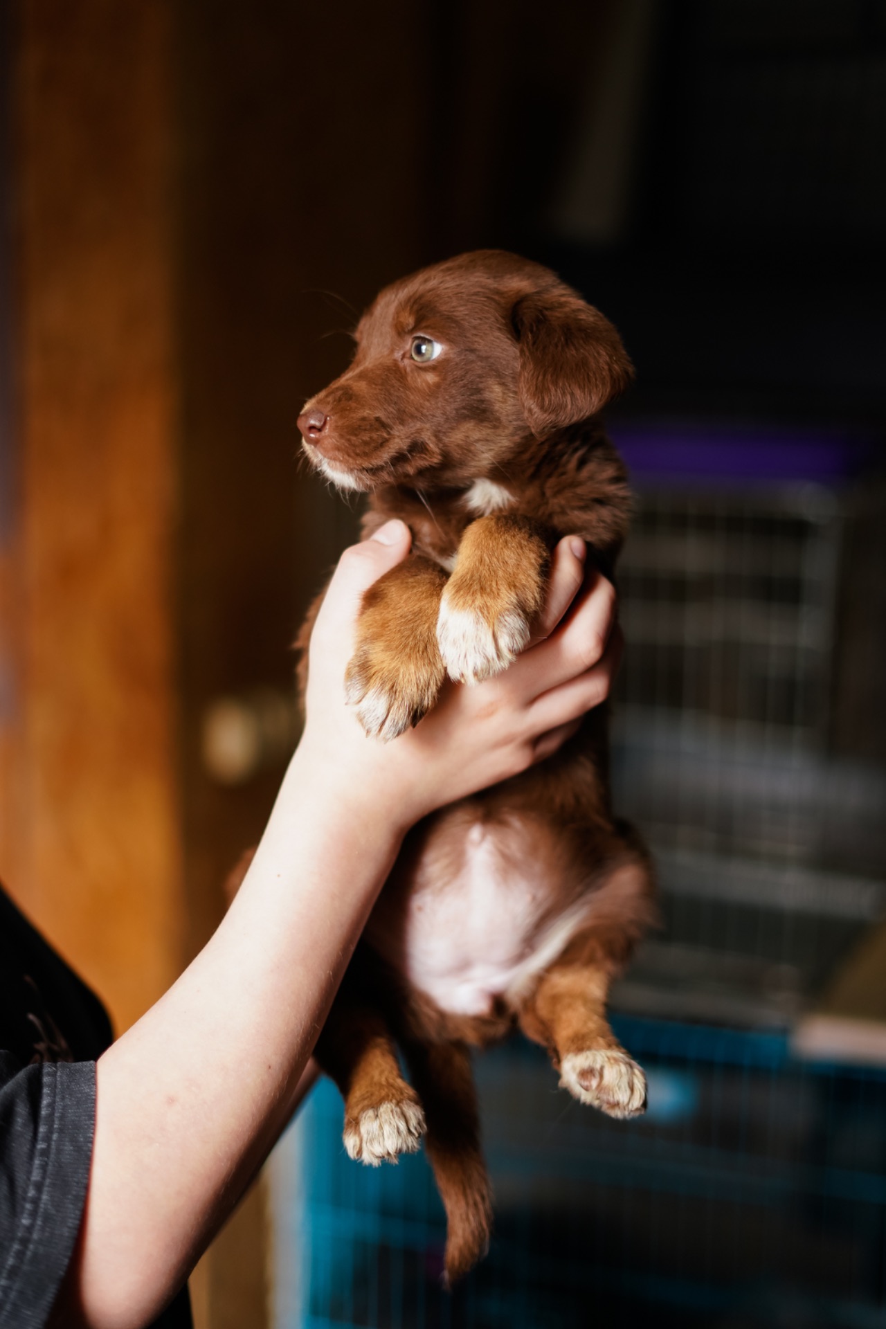 Неймовірні гарнюні шукають дім!