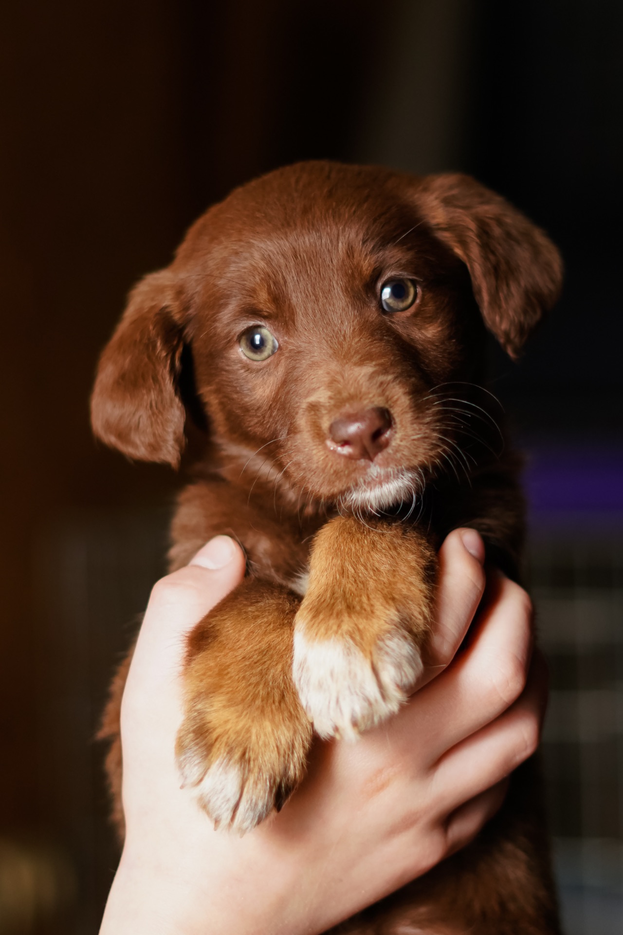 Неймовірні гарнюні шукають дім!
