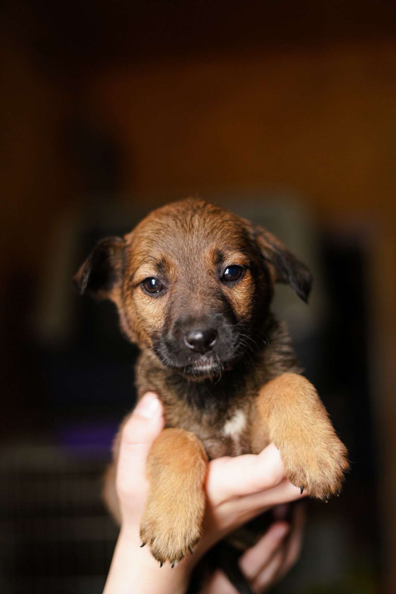 Неймовірні гарнюні шукають дім!