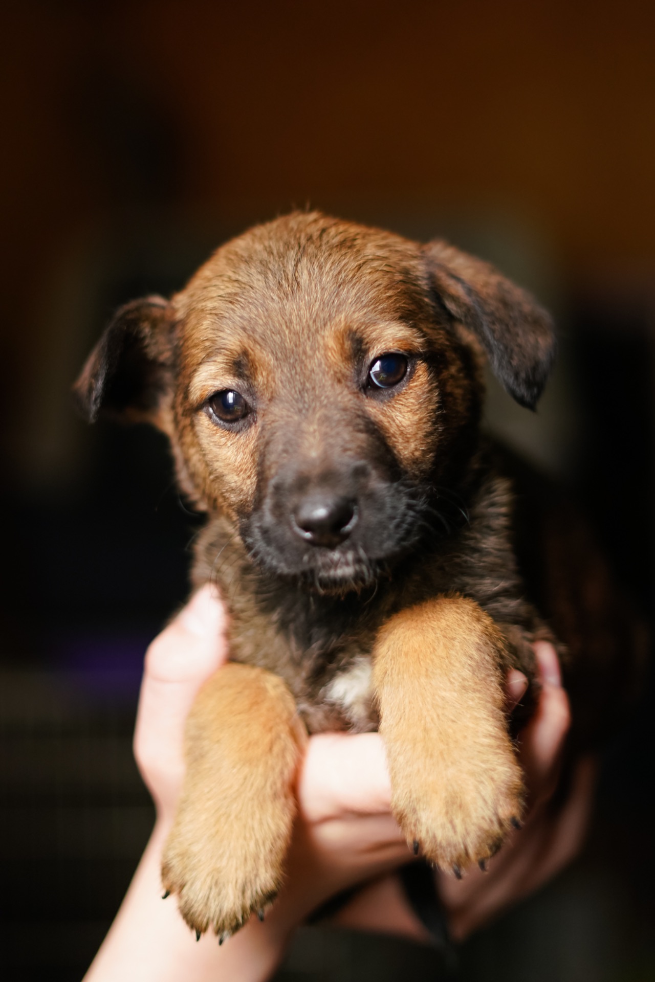 Неймовірні гарнюні шукають дім!