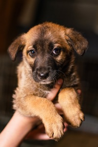 Неймовірні гарнюні шукають дім!