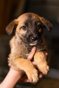 Неймовірні гарнюні шукають дім!