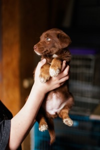 Неймовірні гарнюні шукають дім!