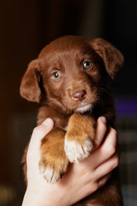 Неймовірні гарнюні шукають дім!