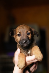 Неймовірні гарнюні шукають дім!