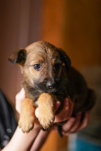 Неймовірні гарнюні шукають дім!