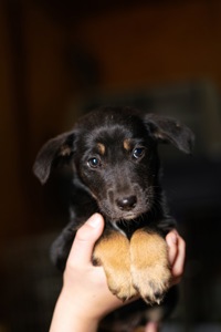 Неймовірні гарнюні шукають дім!