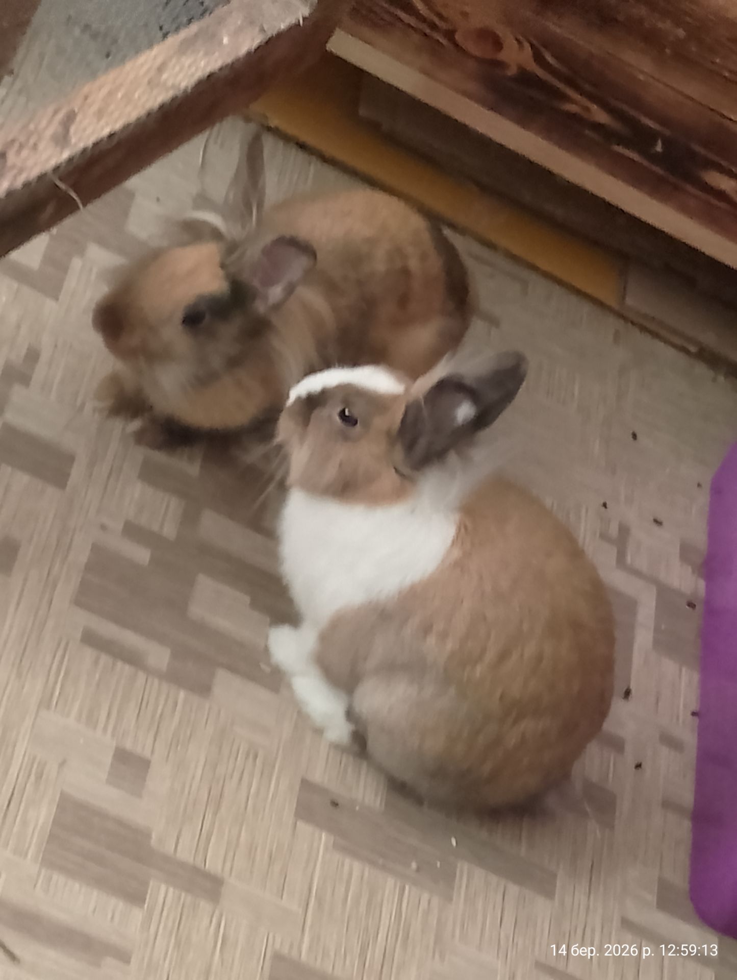 Левголовий кролик