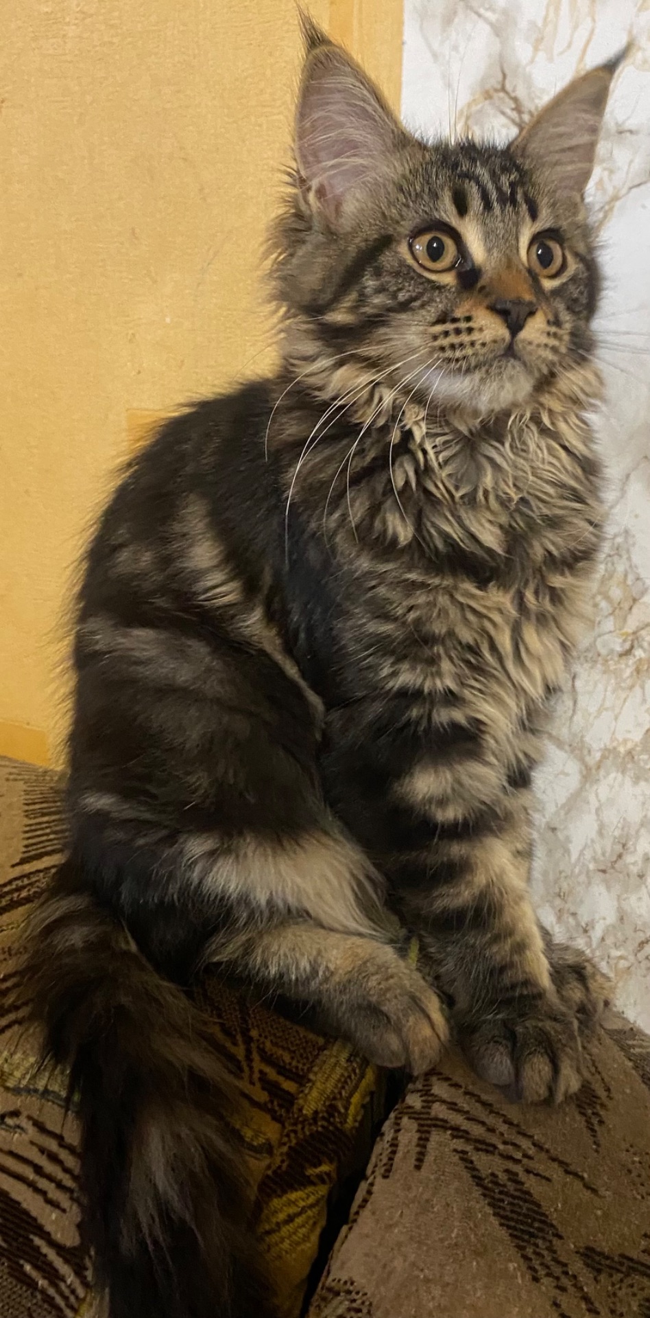 Мейн-кун ласковая кошечка