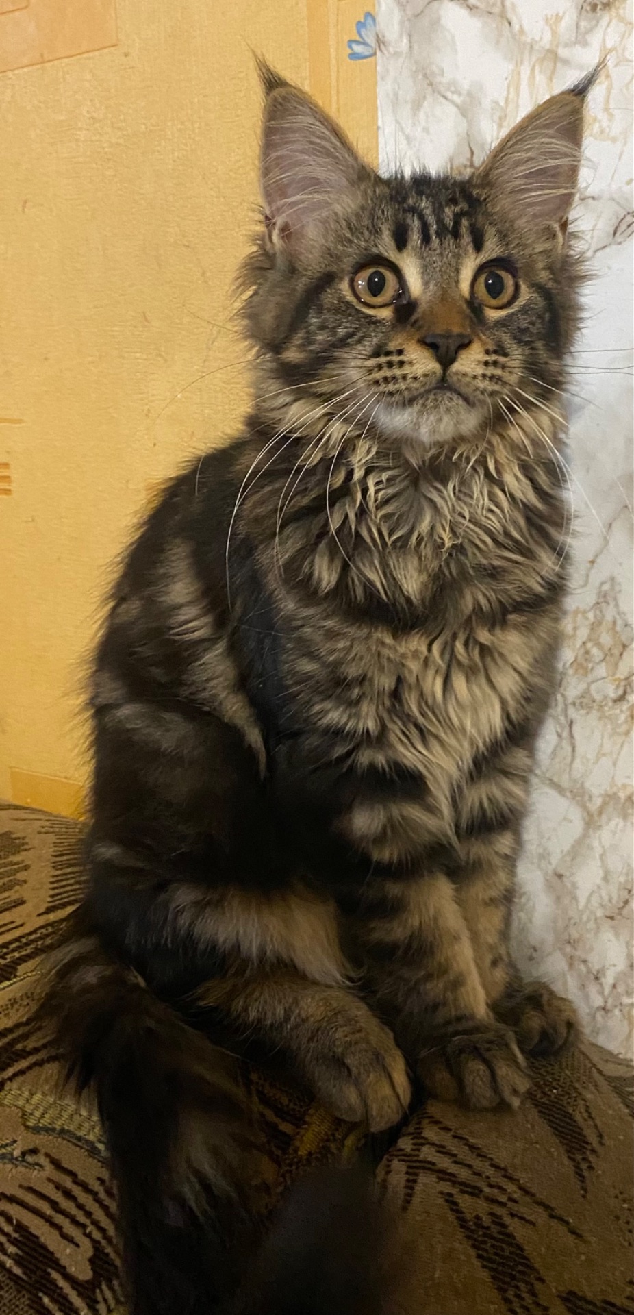 Мейн-кун ласковая кошечка