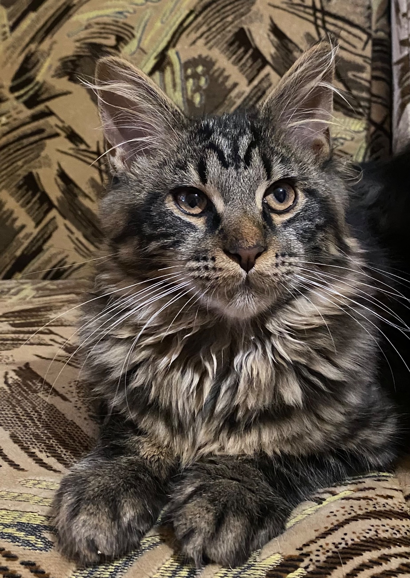 Мейн-кун ласковый котик