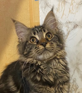 Мейн-кун ласковая кошечка