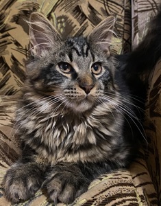 Мейн-кун ласковый котик