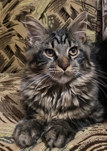 Мейн-кун ласковый котик