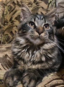 Мейн-кун ласковый котик