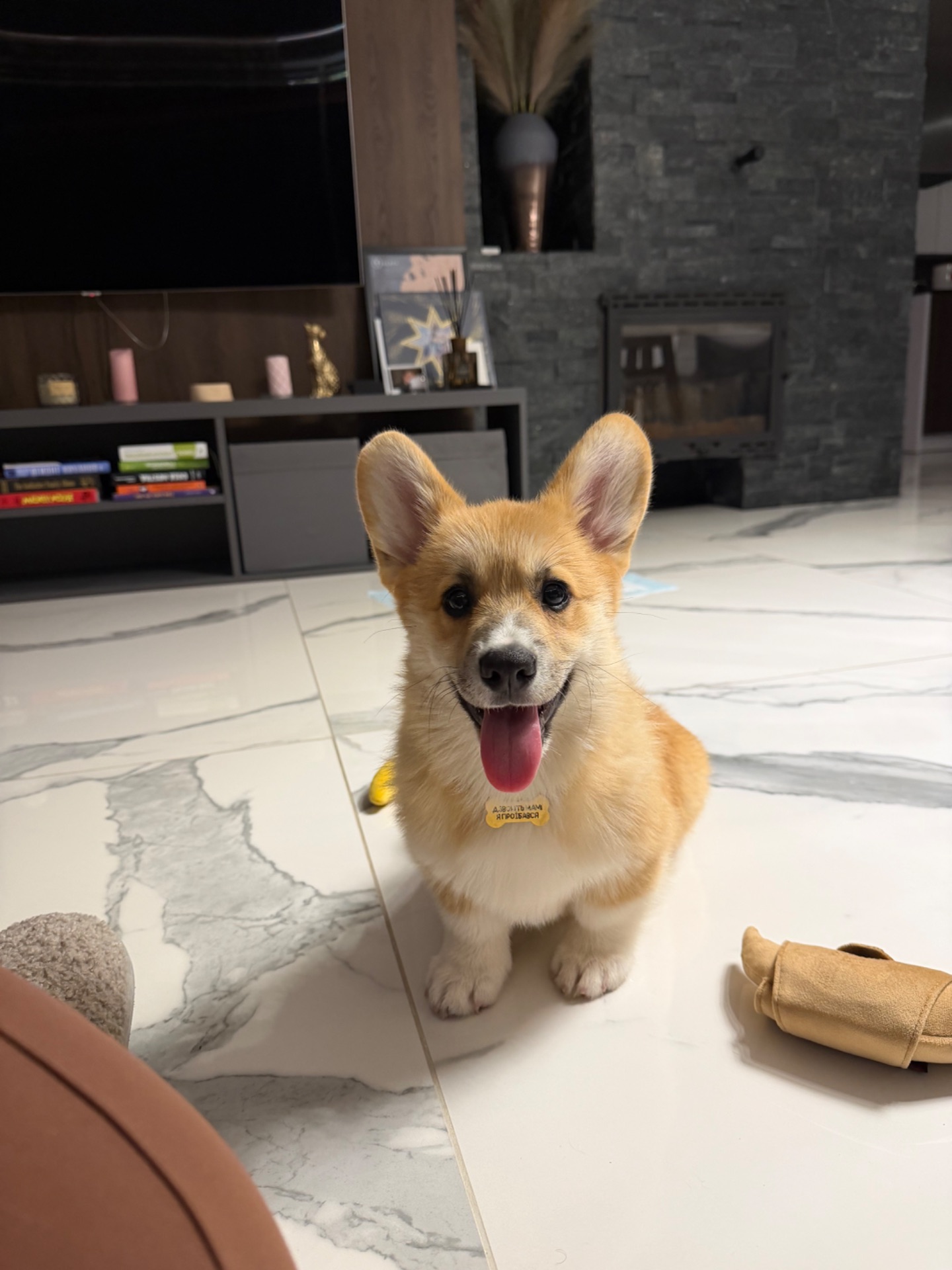 Цуценя вельш Коргі пемброк