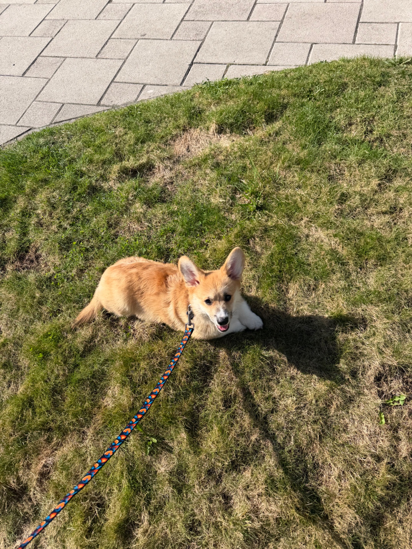 Цуценя вельш Коргі пемброк