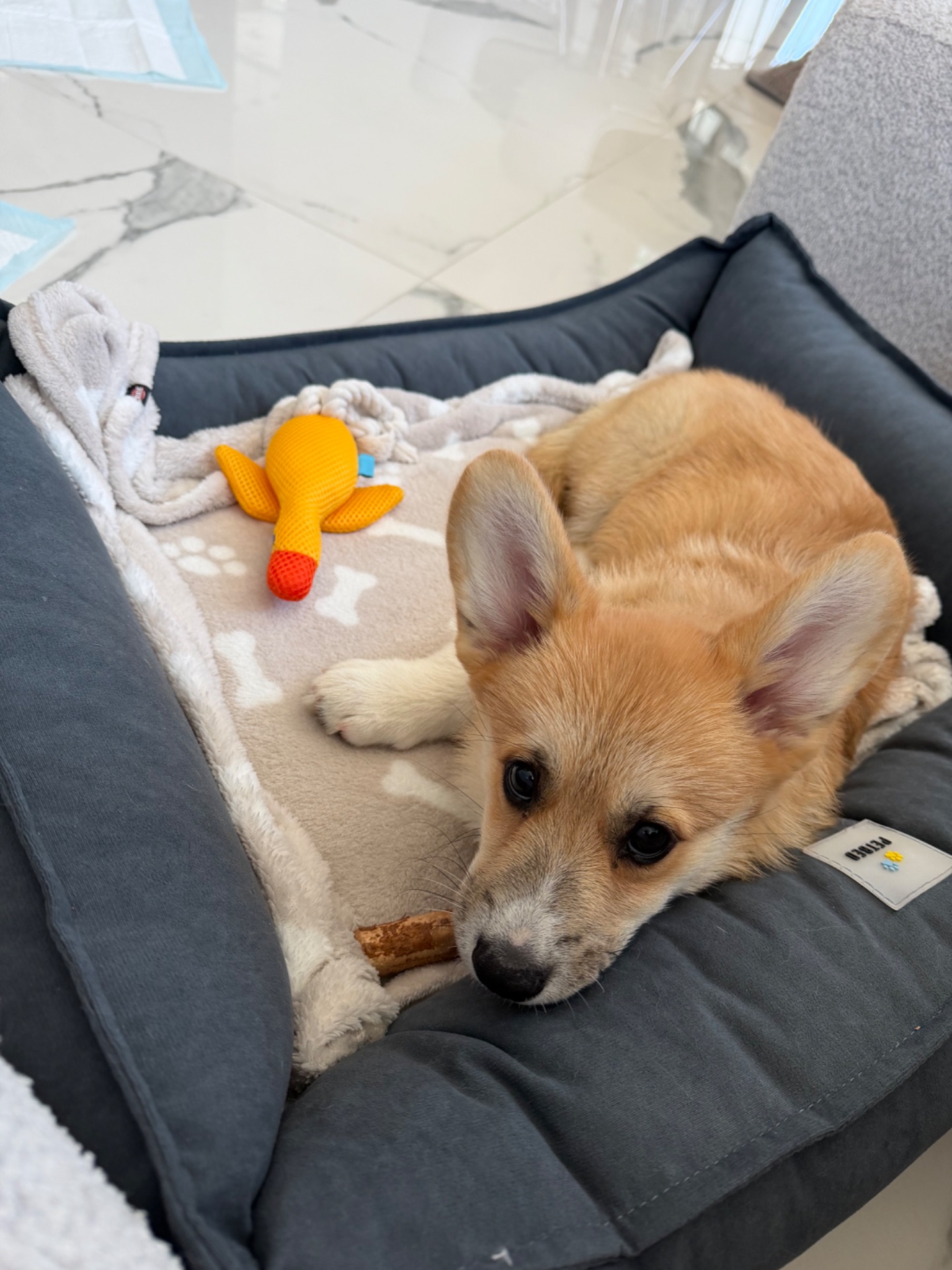 Цуценя вельш Коргі пемброк