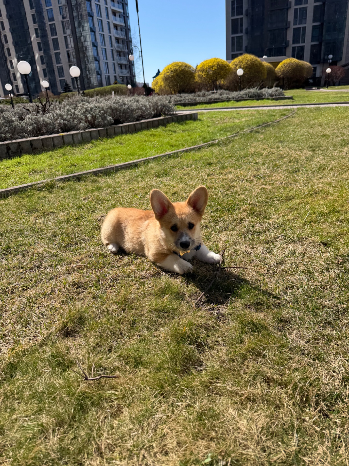 Цуценя вельш Коргі пемброк