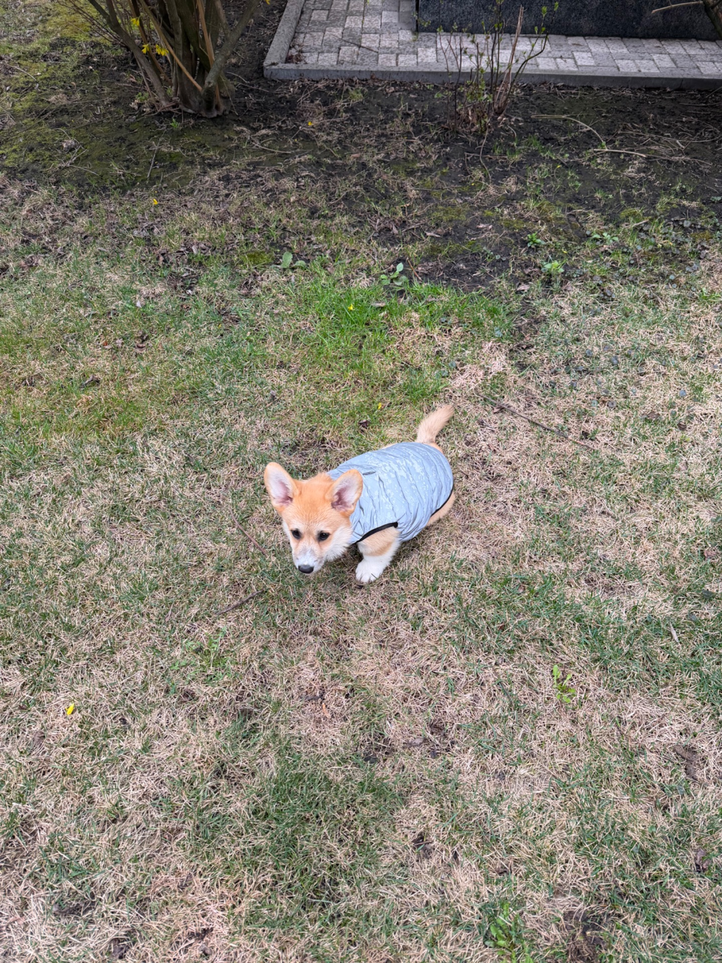 Цуценя вельш Коргі пемброк