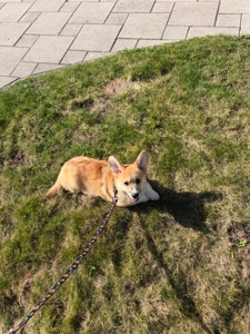 Цуценя вельш Коргі пемброк