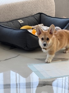 Цуценя вельш Коргі пемброк