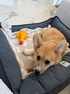 Цуценя вельш Коргі пемброк