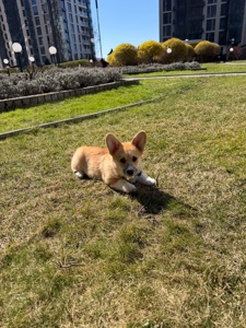 Цуценя вельш Коргі пемброк