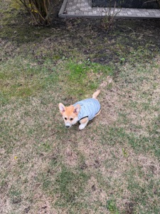 Цуценя вельш Коргі пемброк