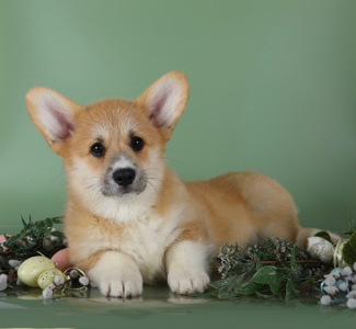 Цуценя вельш Коргі пемброк