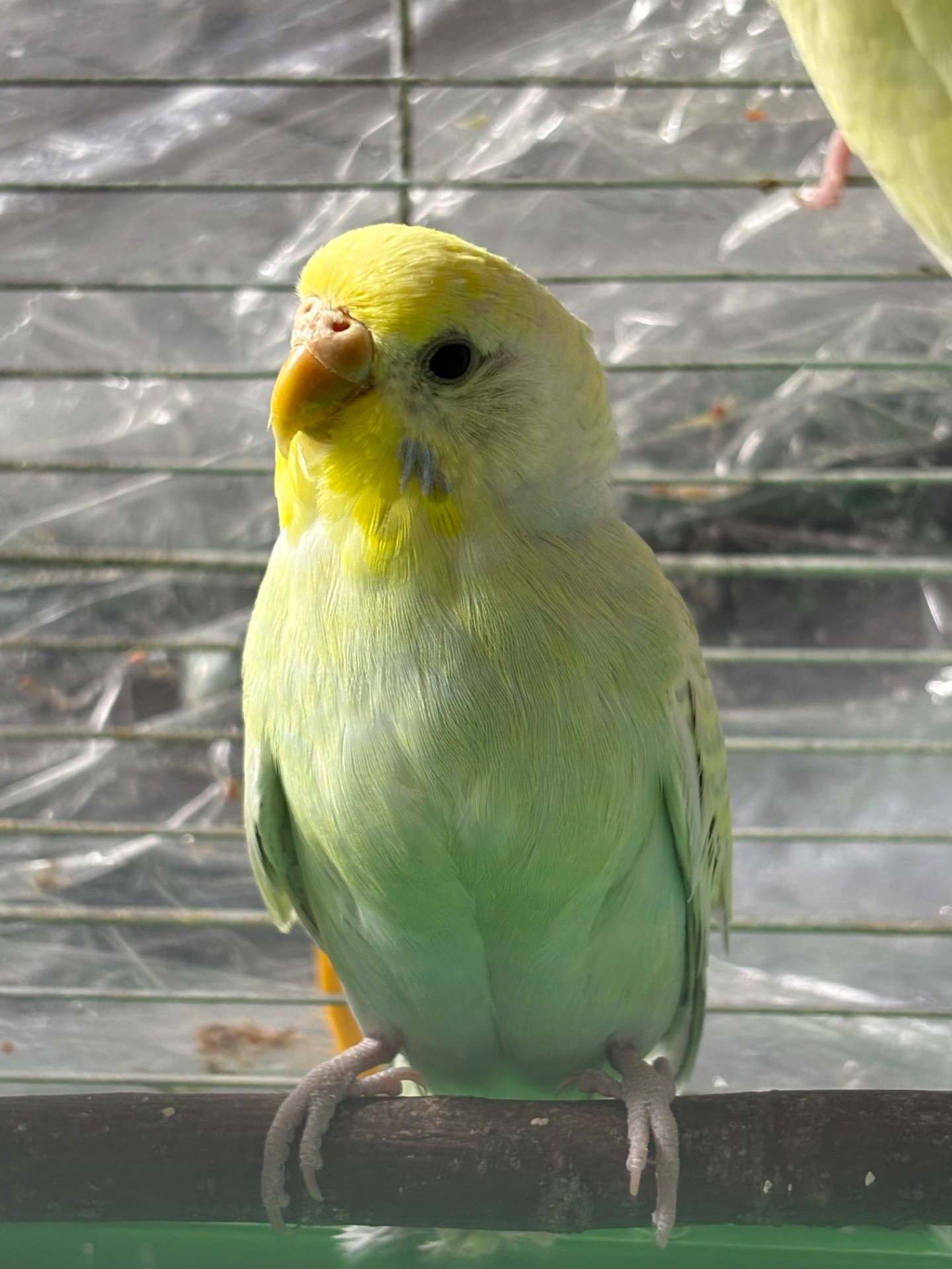 Райдужна самочка