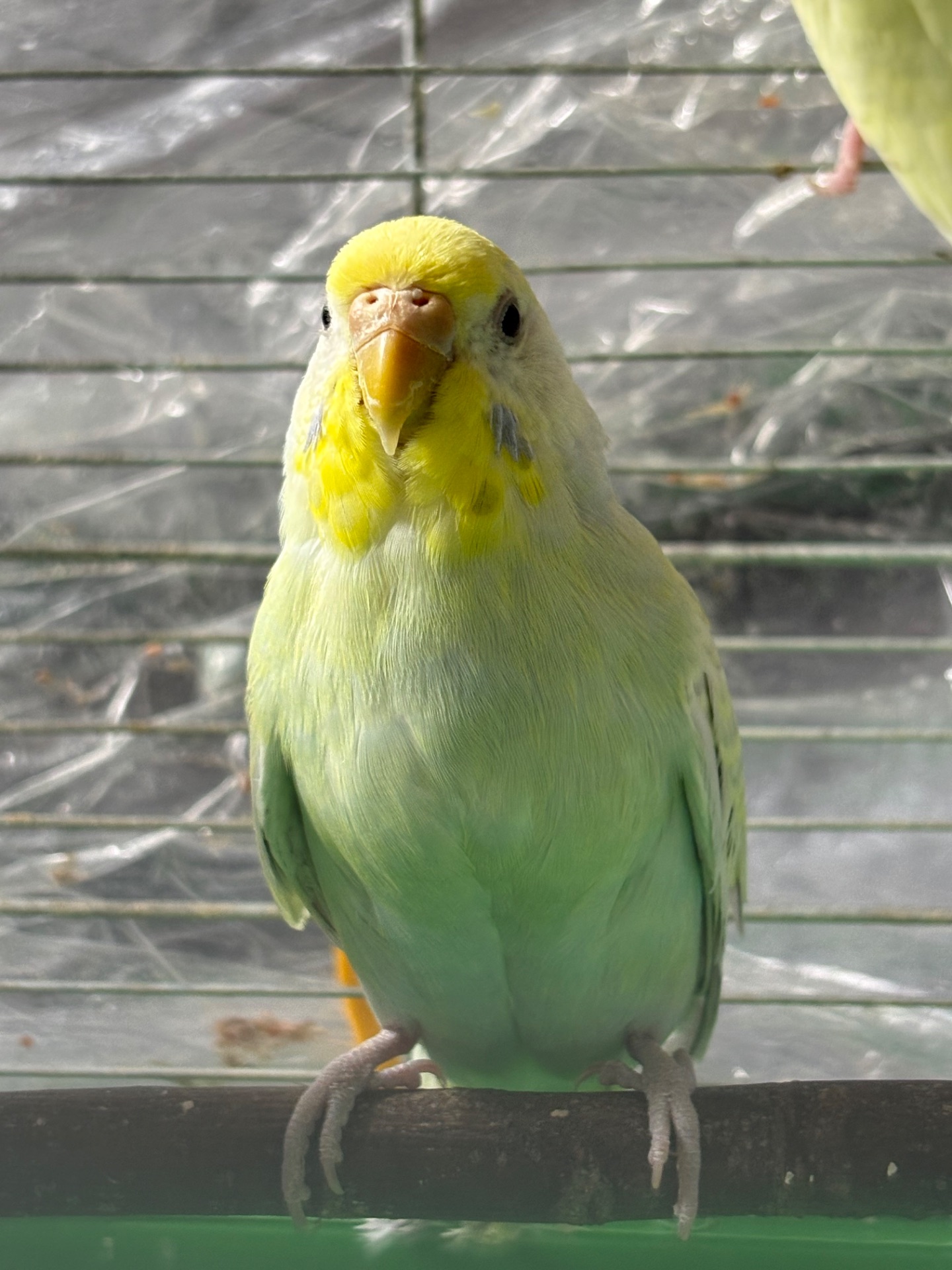 Райдужна самочка