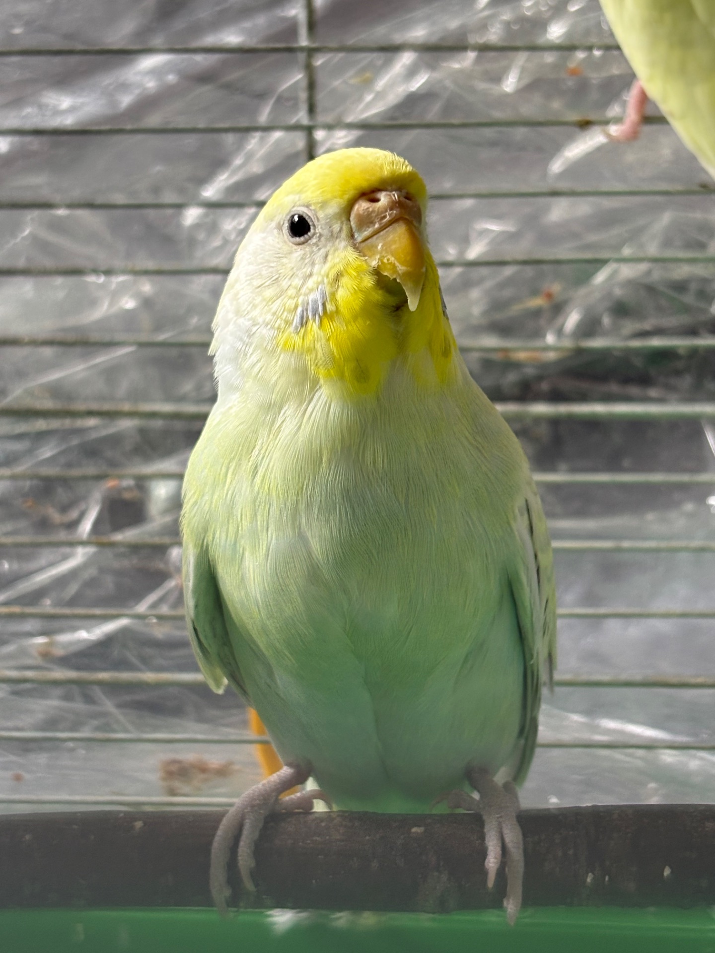 Райдужна самочка