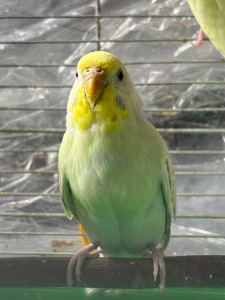 Райдужна самочка