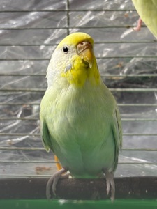 Райдужна самочка