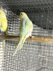 Райдужна самочка